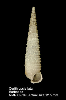 Cerithiopsis lata.jpg - Cerithiopsis lata(C.B.Adams,1850)